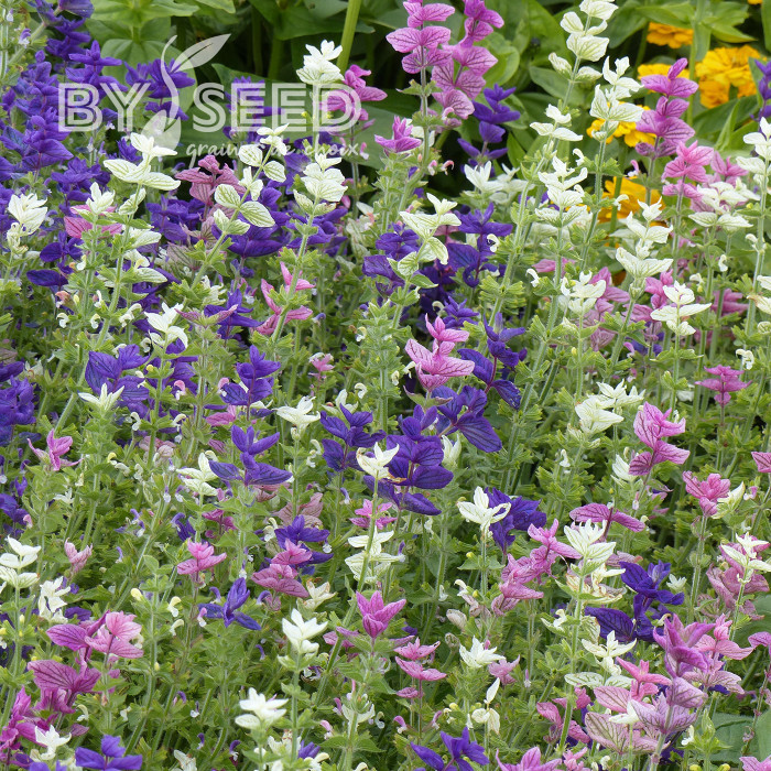 Sauge horminum Tricolor Mix