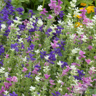 Sauge horminum Tricolor Mix