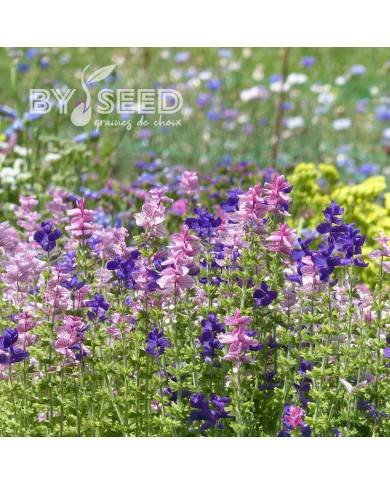 Sauge horminum Tricolor Mix
