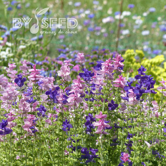 Sauge horminum Tricolor Mix