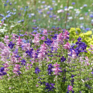 Sauge horminum Tricolor Mix