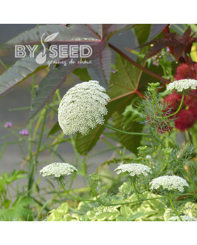 Ammi visnaga Green Mist