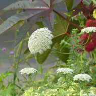 Ammi visnaga Green Mist