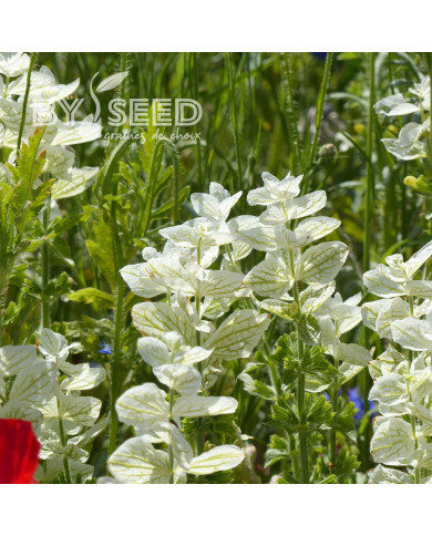Sauge horminum White Swan