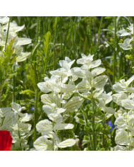 Sauge horminum Tricolor Mix