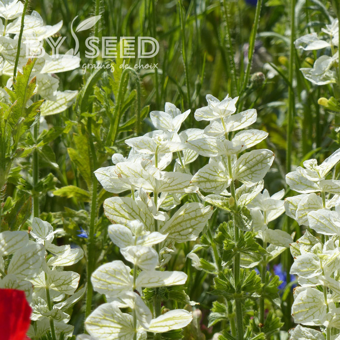 Sauge horminum White Swan