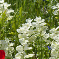 Sauge horminum White Swan