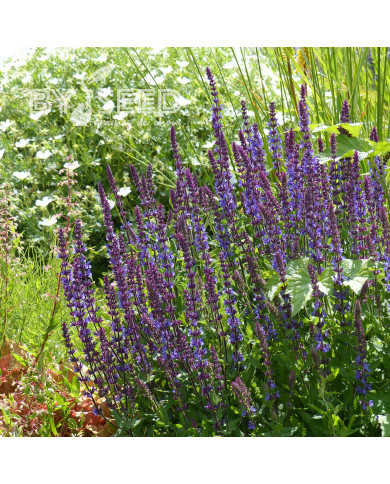 Sauge nemorosa Dwarf Blue Queen