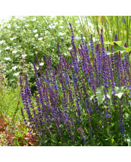 Sauge horminum White Swan