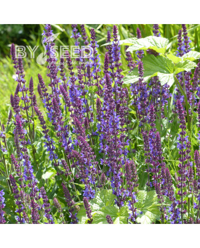 Sauge nemorosa Dwarf Blue Queen