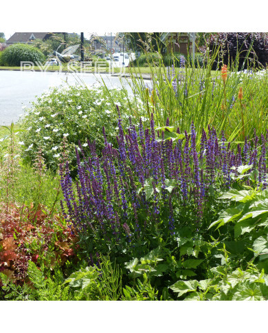 Sauge nemorosa Dwarf Blue Queen