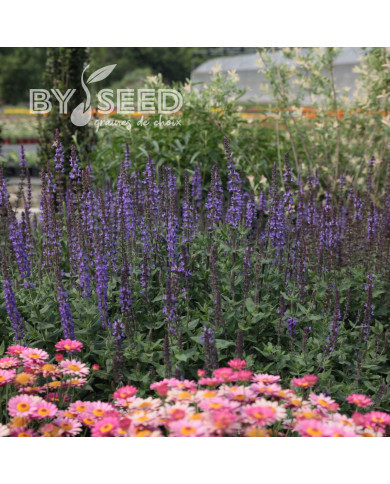 Sauge nemorosa Dwarf Blue Queen