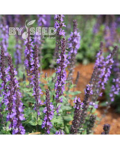 Sauge nemorosa Dwarf Blue Queen