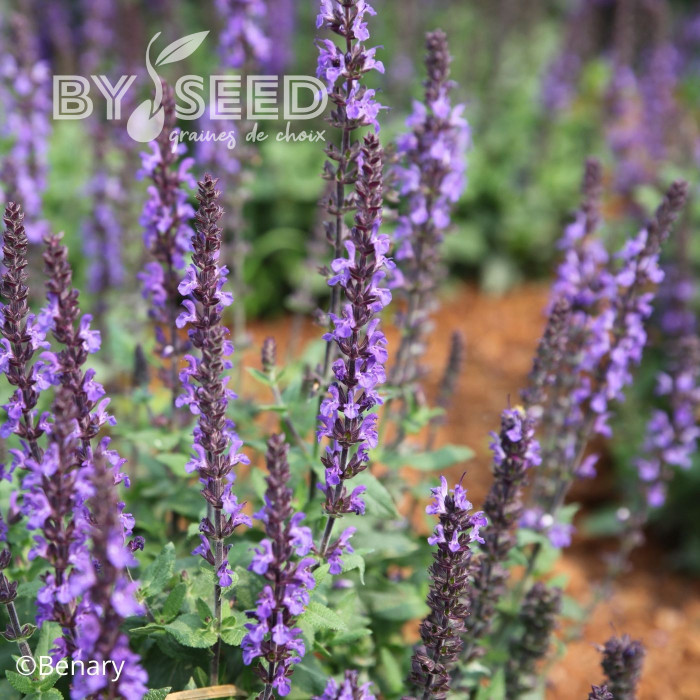 Sauge nemorosa Dwarf Blue Queen