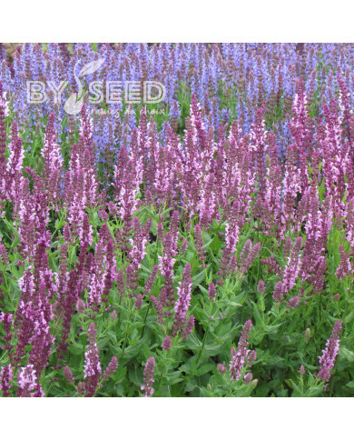 Sauge nemorosa Rose Queen