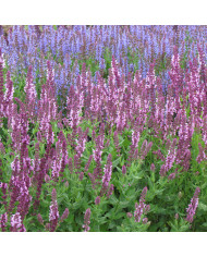 Sauge sclarée - Salvia sclarea var. turkestanica