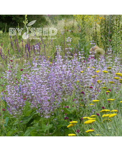 Sauge sclarée - Salvia sclarea var. turkestanica