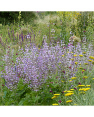Sauge verticillata Purple Fairy Tale