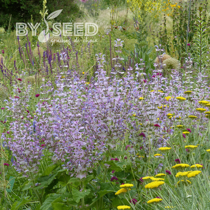 Sauge sclarée - Salvia sclarea var. turkestanica