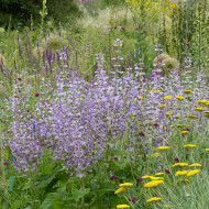 Sauge sclarée - Salvia sclarea var. turkestanica