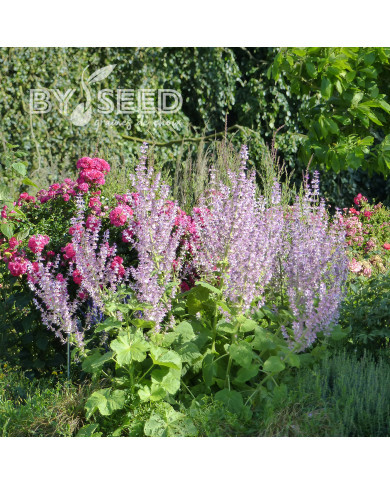 Sauge sclarée - Salvia sclarea var. turkestanica