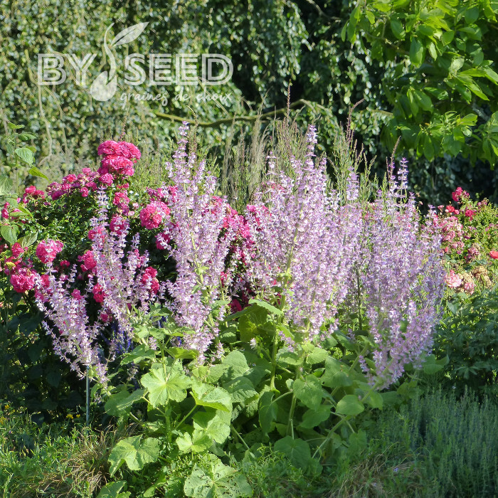 Sauge sclarée - Salvia sclarea var. turkestanica