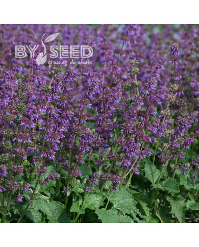 Sauge verticillata Purple Fairy Tale