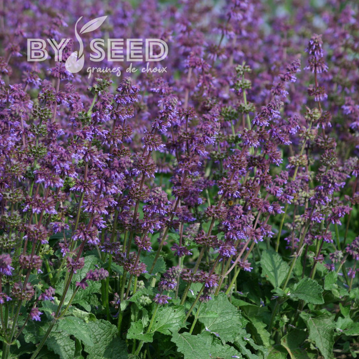 Sauge verticillata Purple Fairy Tale
