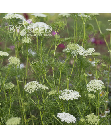 Ammi visnaga Green Mist