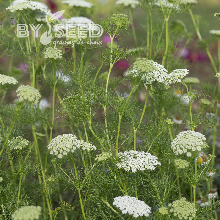 Ammi visnaga Green Mist