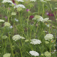 Ammi visnaga Green Mist