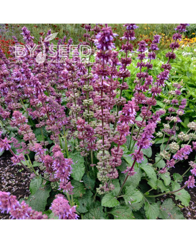 Sauge verticillata Purple Fairy Tale