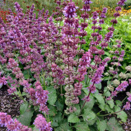 Sauge verticillata Purple Fairy Tale