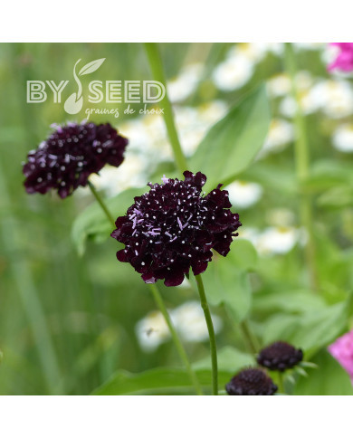Scabieuse annuelle Black Knight