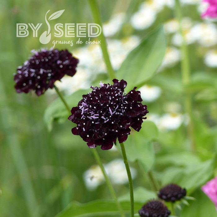 Scabieuse annuelle Black Knight