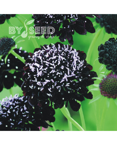 Scabieuse annuelle Black Knight (graines nues)