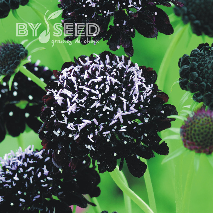 Scabieuse annuelle Black Knight (graines nues)