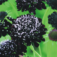 Scabieuse annuelle Black Knight (graines nues)