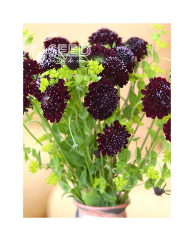 Scabieuse annuelle Black Knight (graines nues)