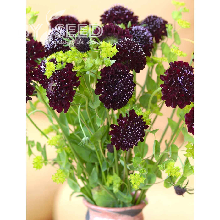 Scabieuse annuelle Black Knight (graines nues)