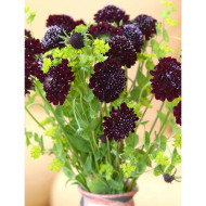 Scabieuse annuelle Black Knight (graines nues)