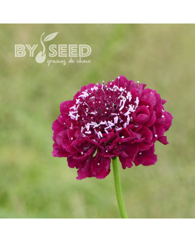 Scabieuse annuelle Carmine red