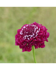 Scabieuse annuelle Black Knight (graines nues)