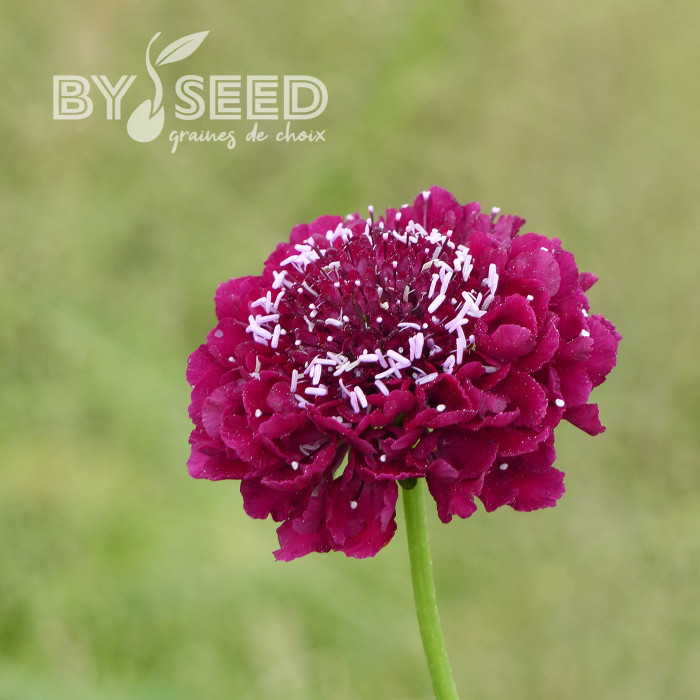 Scabieuse annuelle Carmine red