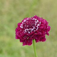 Scabieuse annuelle Carmine red