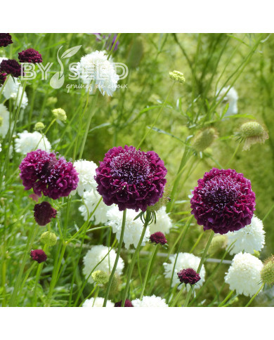 Scabieuse annuelle Carmine red
