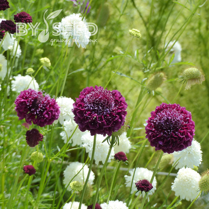 Scabieuse annuelle Carmine red