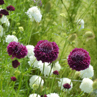 Scabieuse annuelle Carmine red