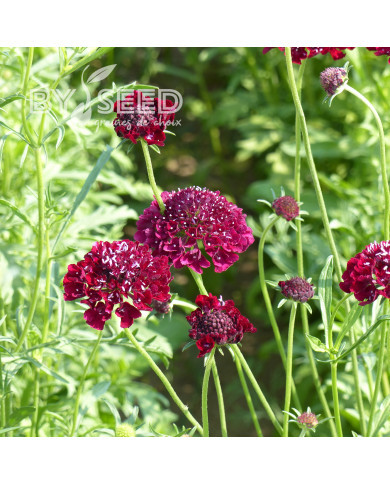 Scabieuse annuelle Carmine red