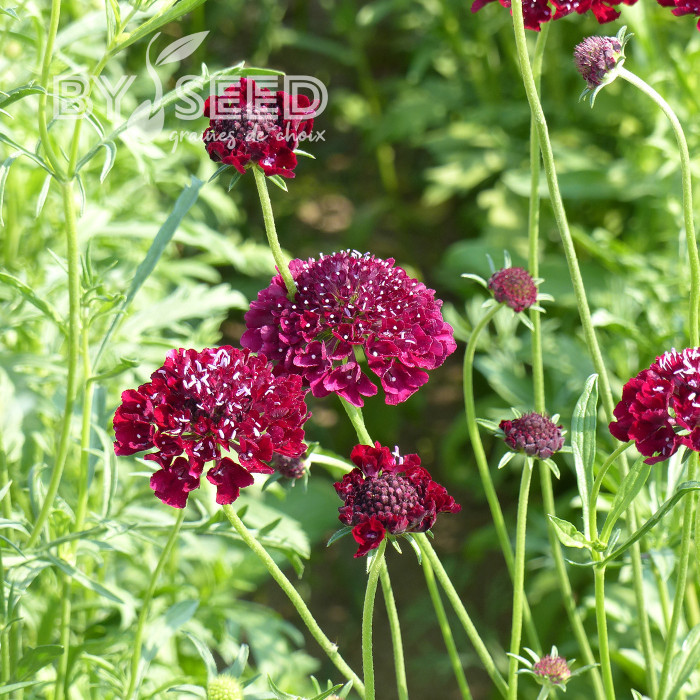 Scabieuse annuelle Carmine red